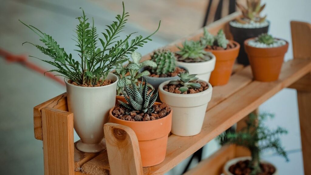 potted plants on a tiered shelf